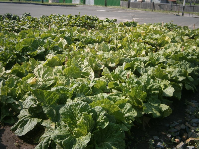Агротехнологический капусты китайской