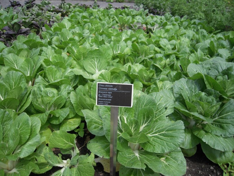 Brassica Pekinensis