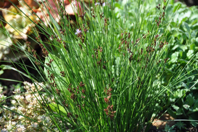 Осока Грея (Carex grayi)