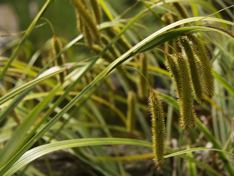 Осока повислая Carex pendula