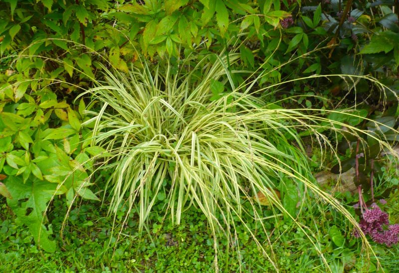 Молиния голубая variegata
