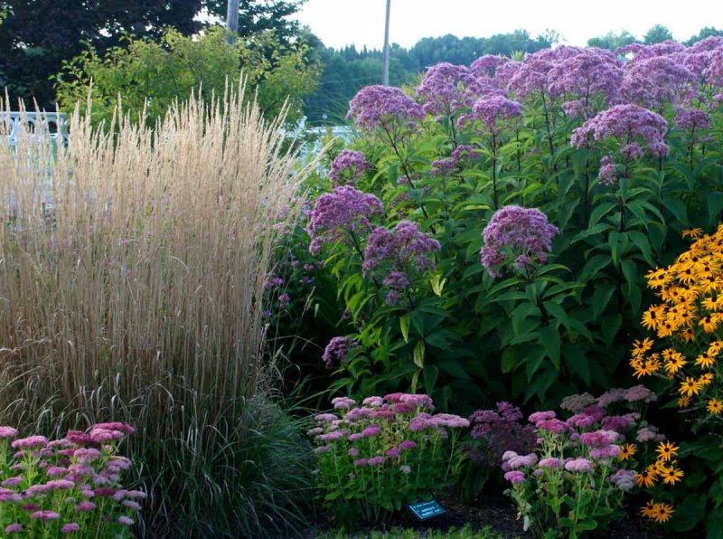 Посконник пятнистый (Eupatorium maculatum `Atropurpureum`)