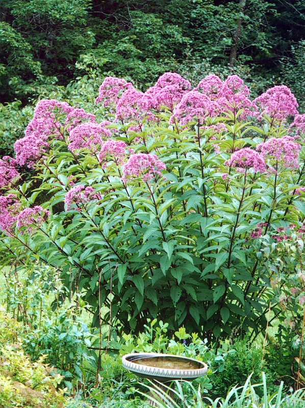 Eupatorium cannabinum