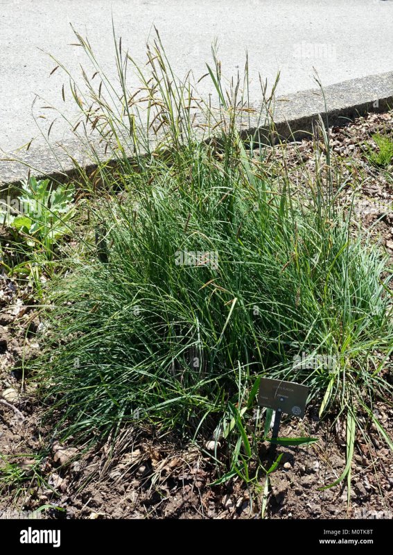 Осока розовая Carex rosea