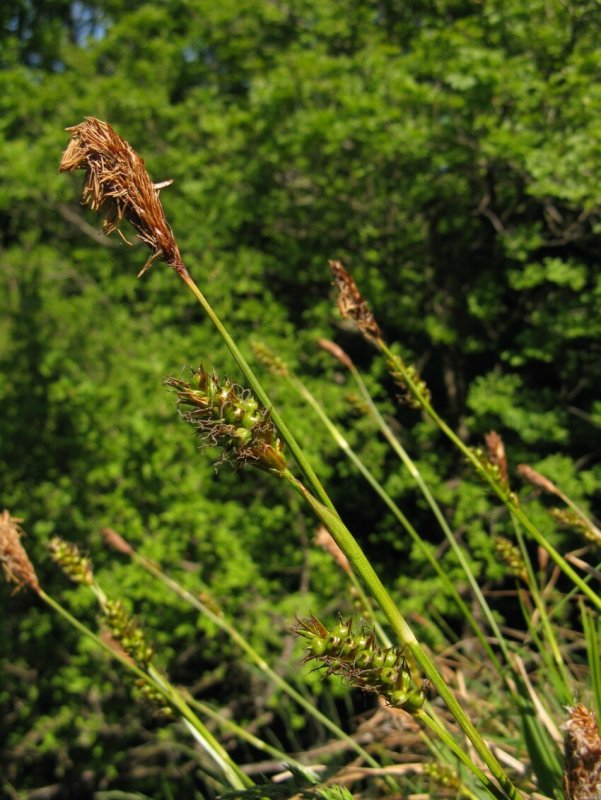 Сеслерия блестящая Sesleria nitida