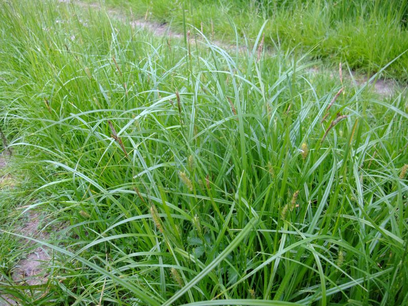 Carex subg. Carex