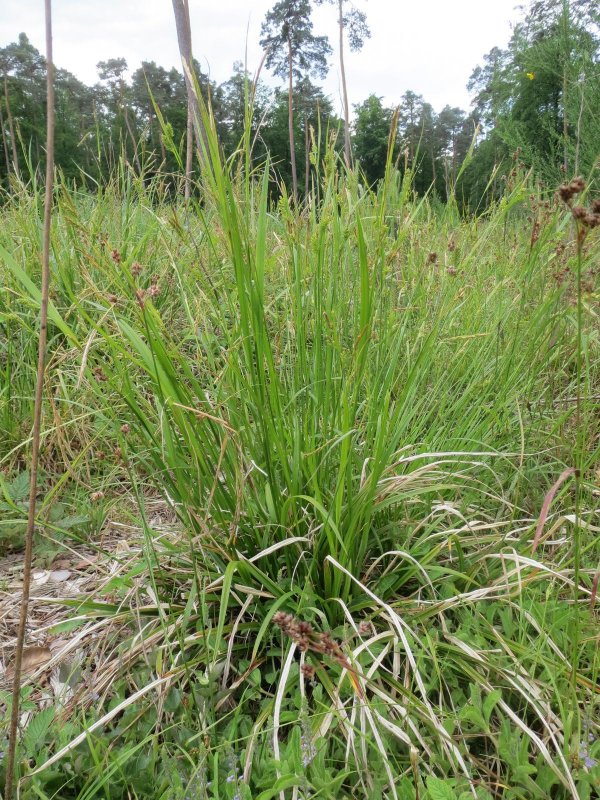 Carex pendula