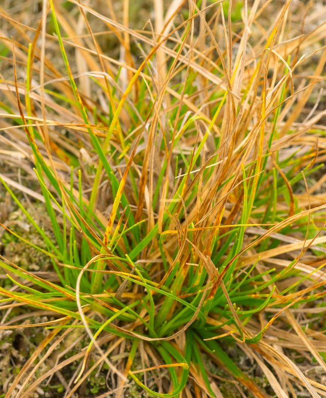 Осока сизая (Carex glauca)