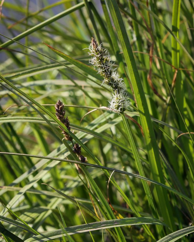Carex pendula