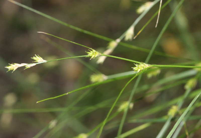 Carex 100151rx