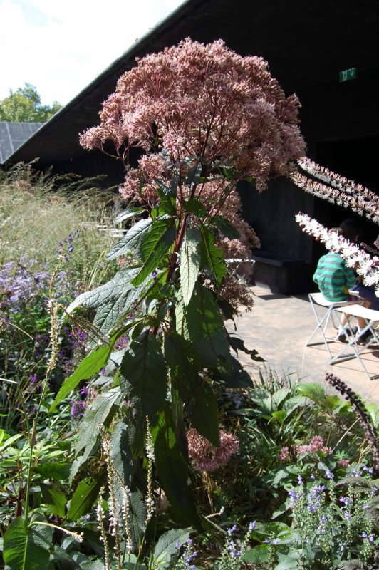 Посконник пятнистый (Eupatorium maculatum)