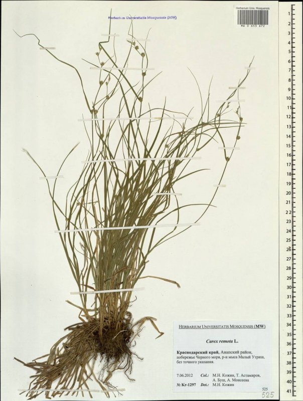 Carex subg. Vignea
