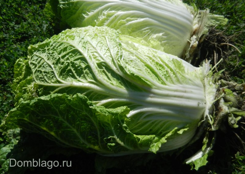 Цветок пекинской капусты