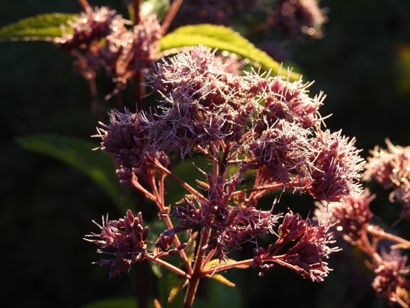 Посконник пятнистый Atropurpureum