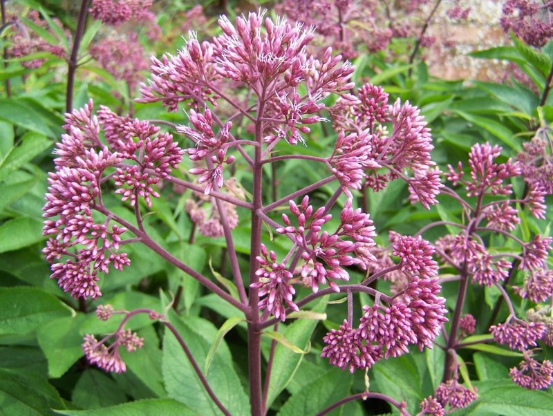 Посконник пятнистый (Eupatorium maculatum)
