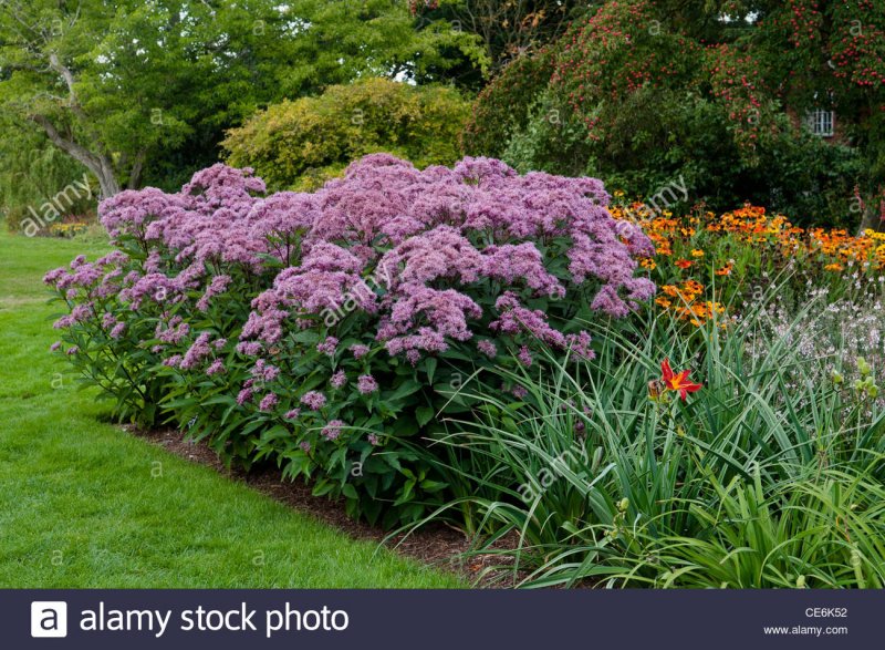 Посконник пятнистый Atropurpureum