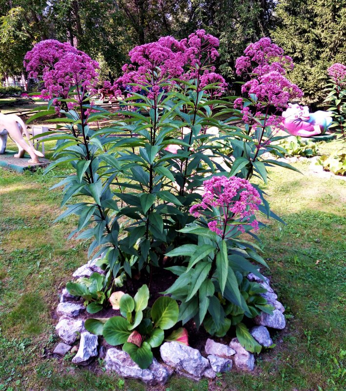 Посконник пятнистый Atropurpureum