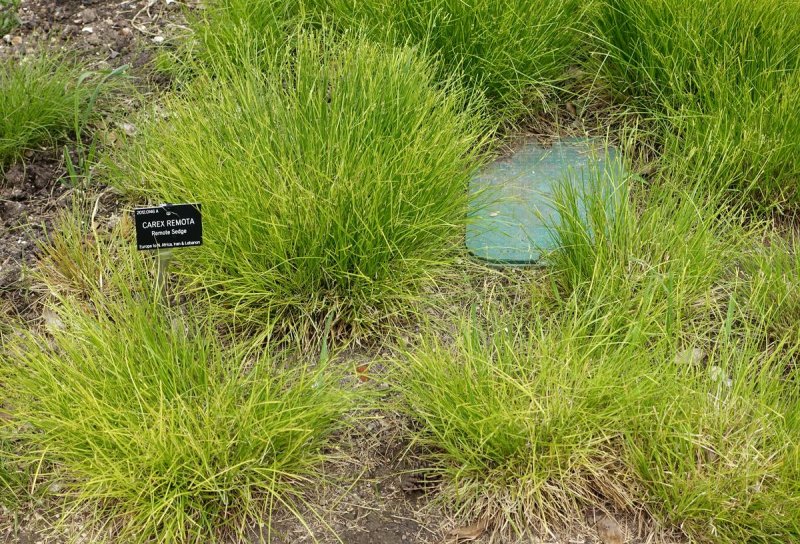 Carex remota с гортензией