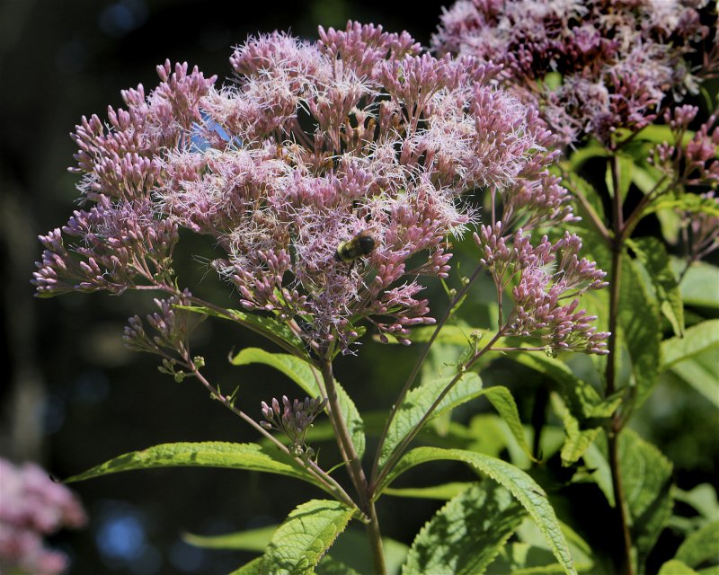 Посконник пятнистый Atropurpureum