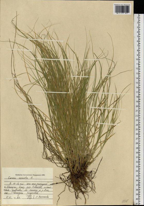 Осока розовая Carex rosea