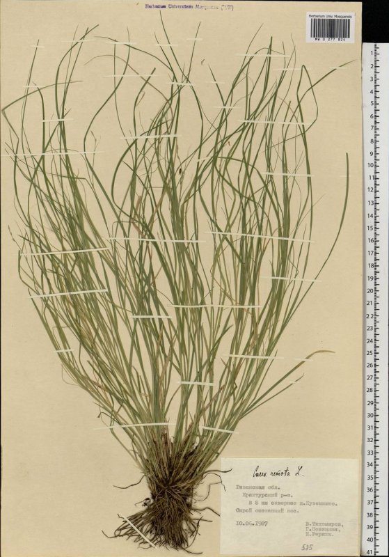 Carex pendula