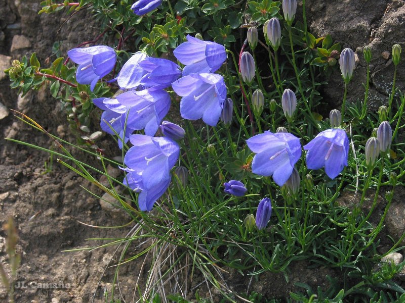 Campanula rotundifolia