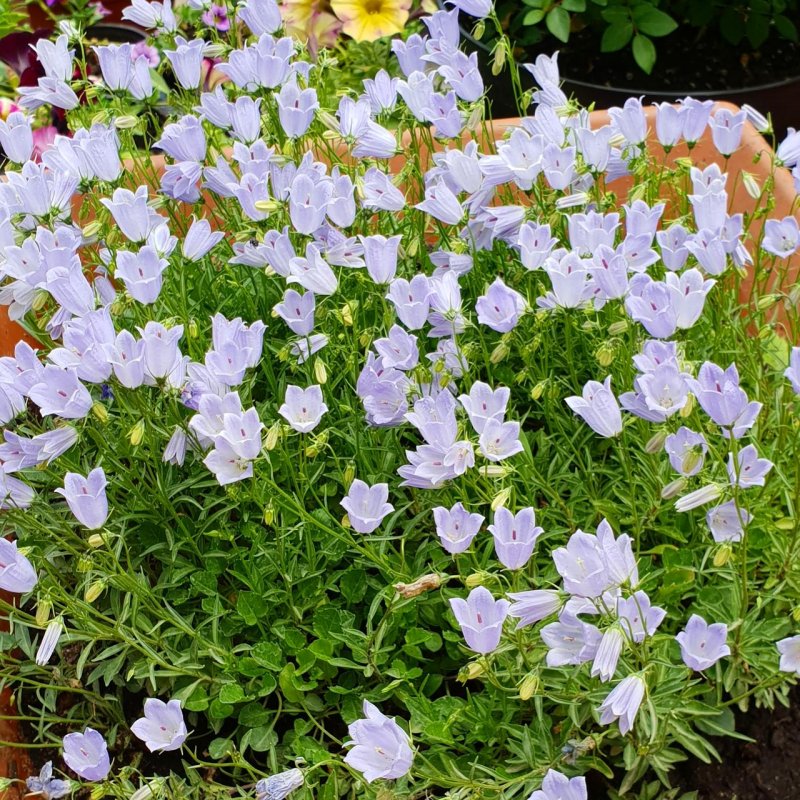 Campanula cochlearifolia – колокольчик ложечницелистный