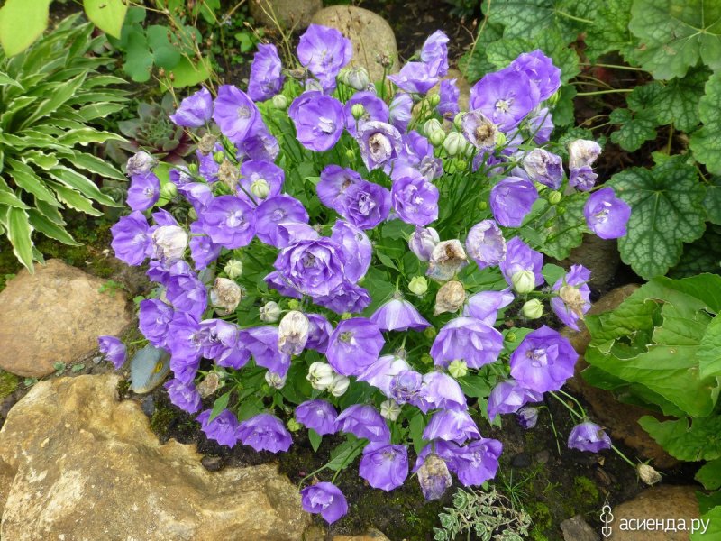 Кампанула махровая. Campanula_ Carpatica