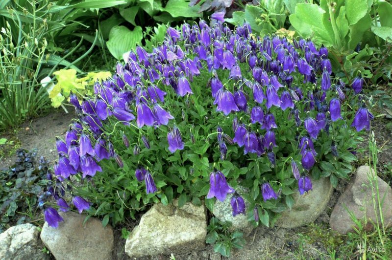 Campanula колокольчик темный