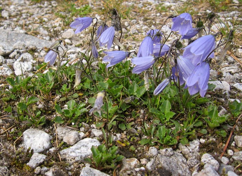 Колокольчик ложечницелистный Campanula cochleariifolia