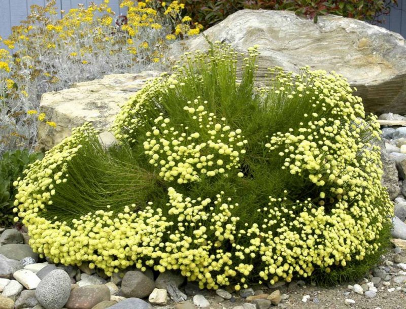 Santolina chamaecyparissus