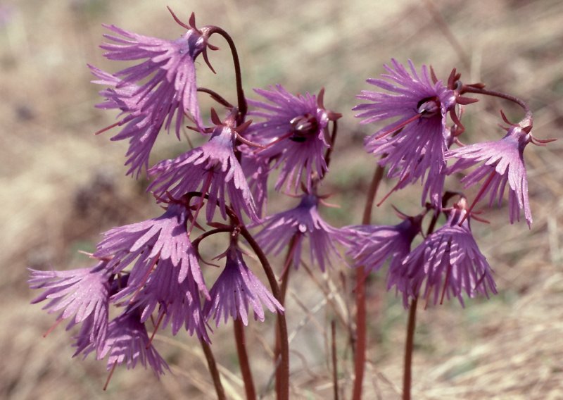 Сольданелла Альпийская (Soldanella Alpina)
