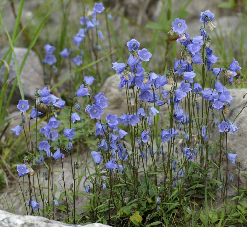 Колокольчик ложечницелистный Campanula cochleariifolia