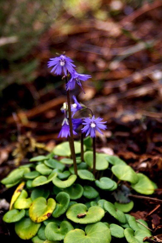 Сольданелла Альпийская (Soldanella Alpina)