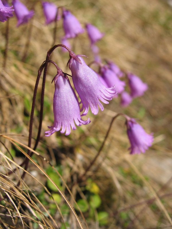 Сольданелла Альпийская (Soldanella Alpina)