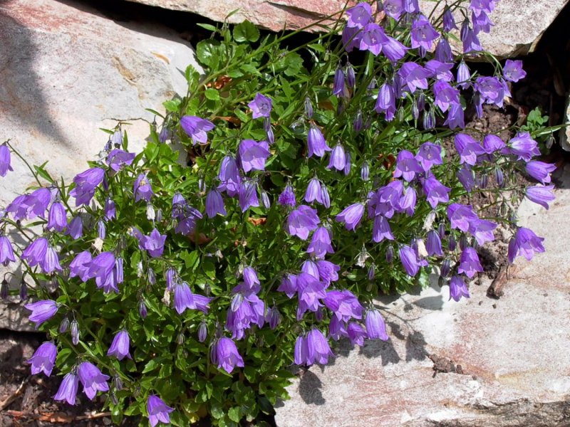 Колокольчик cochleariifolia