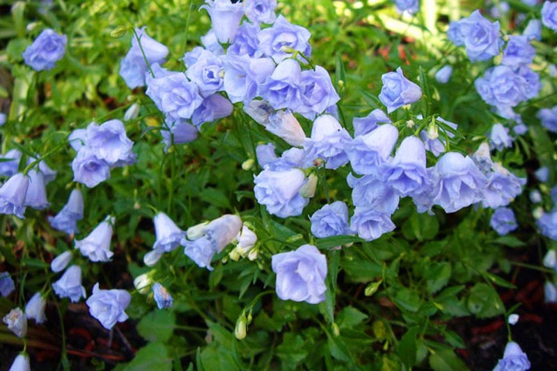 Campanula cochleariifolia Elizabeth Oliver
