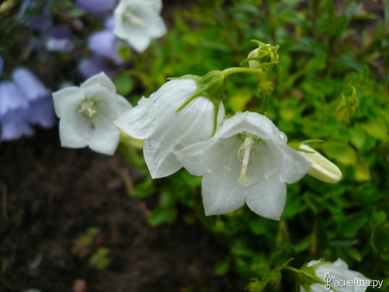 Campanula orphanidea