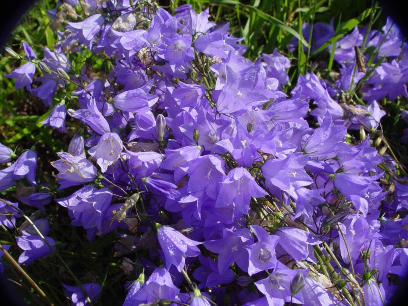 Campanula rotundifolia