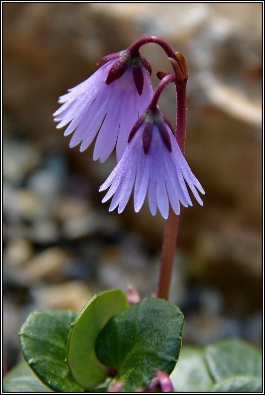 Сольданелла Альпийская (Soldanella Alpina)