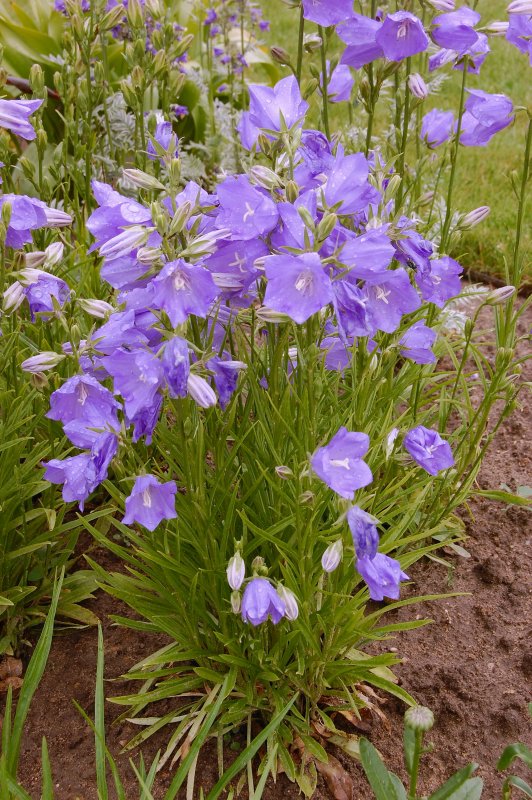 Колокольчик персиколистный (Campanula persicifolia l.)