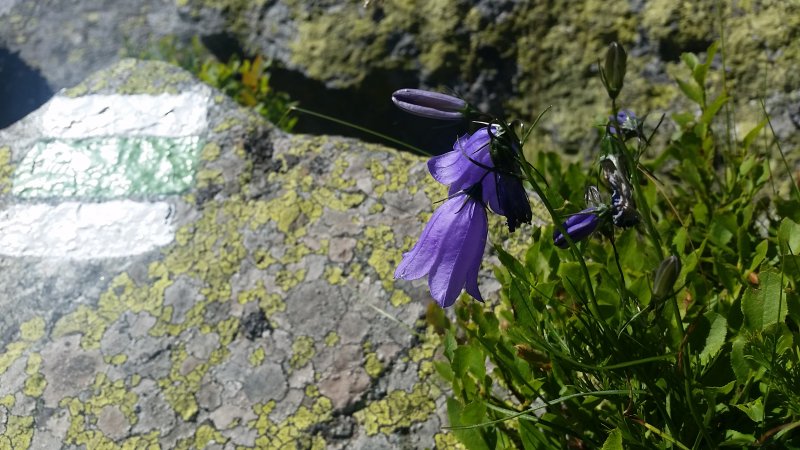 Campanula cochleariifolia Jingle Blue