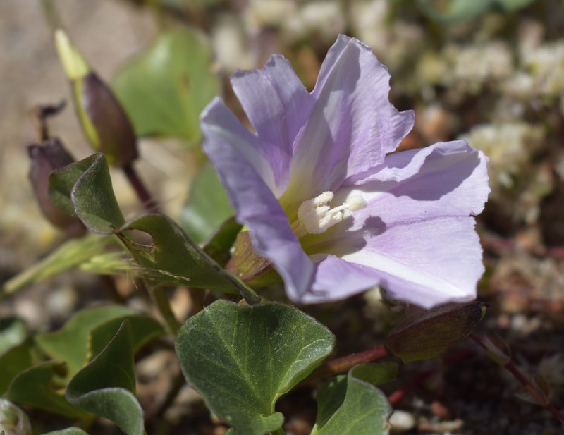 Calystegia Soldanella