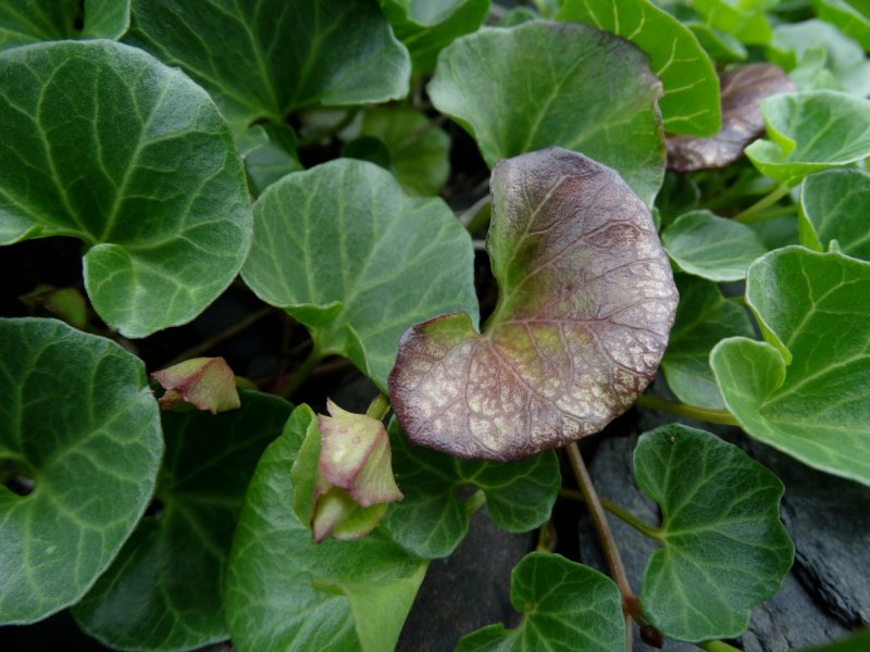 Сольданелла венгерская (Soldanella Hungarica)