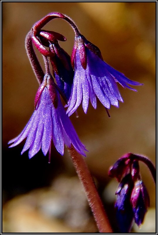 Сольданелла Горная (Soldanella Montana)