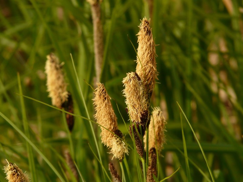 Осока Болотная Carex acutiformis