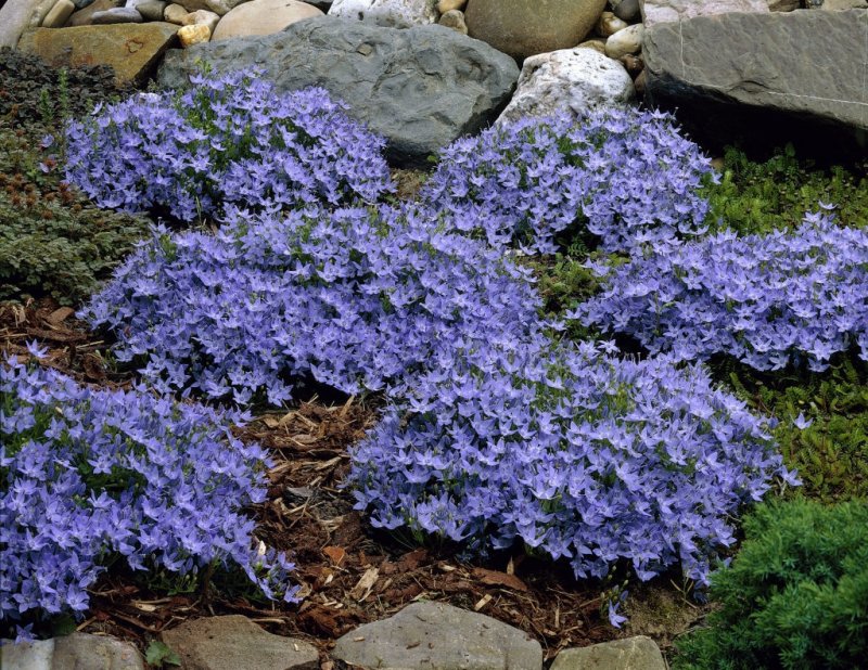 Колокольчик гарганский Campanula garganica