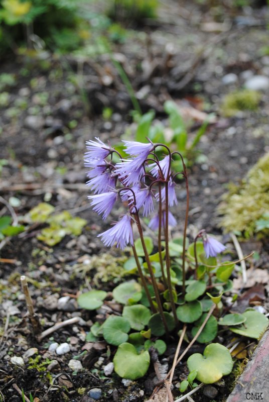 Повой сольданелловый Calystegia Soldanella