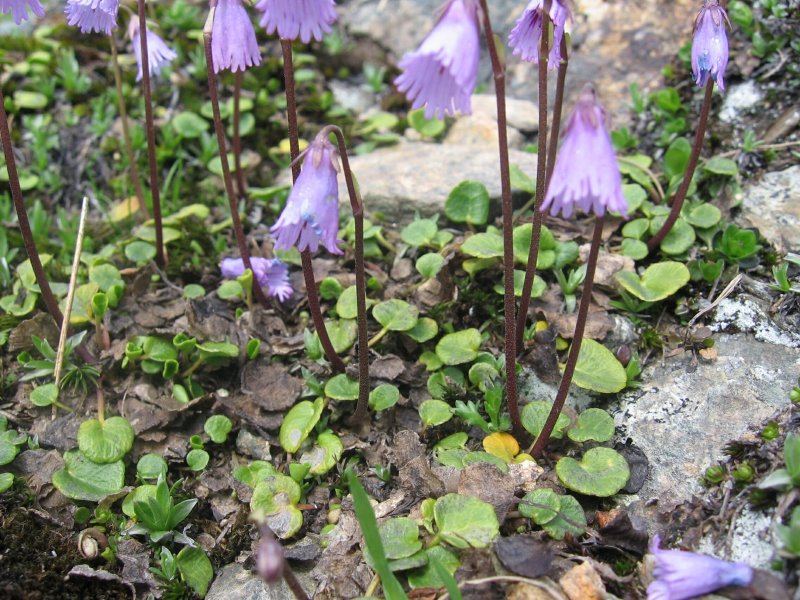 Сольданелла Горная (Soldanella Montana)