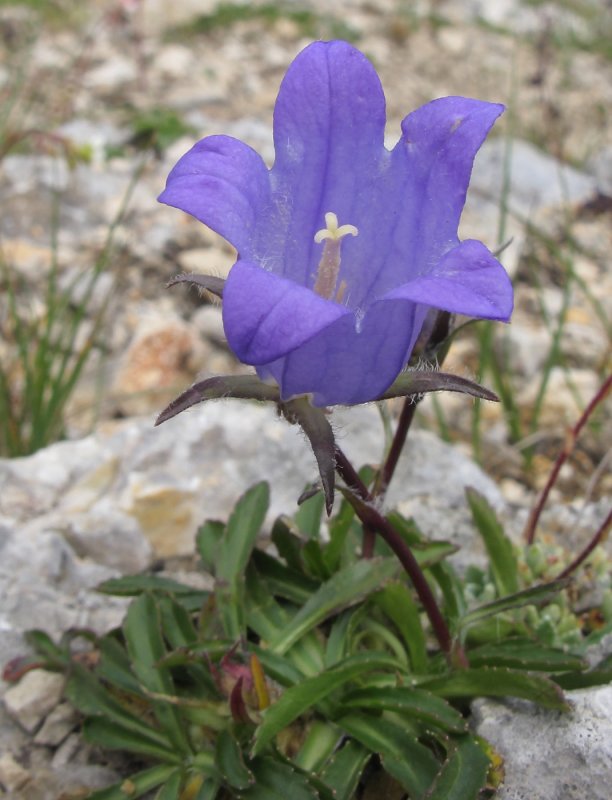 Колокольчик Безенгийский Campanula bessenginica